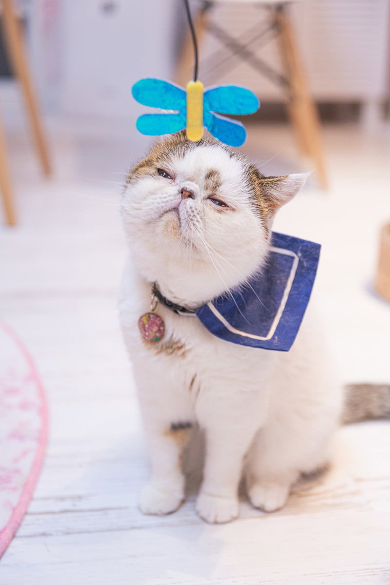 青いサングラスと首輪をつけて座るエキゾチックショートヘアの猫