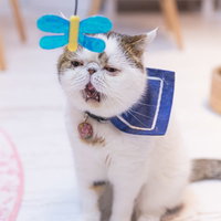 あくびが出るほど退屈な猫、スルーする無関心な表情の写真
