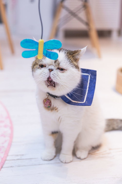 あくびが出るほど退屈な猫、スルーする無関心な表情