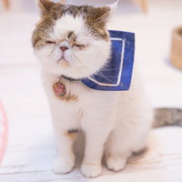 座ったまま寝てしまった青い首輪のエキゾチックショートヘアの写真