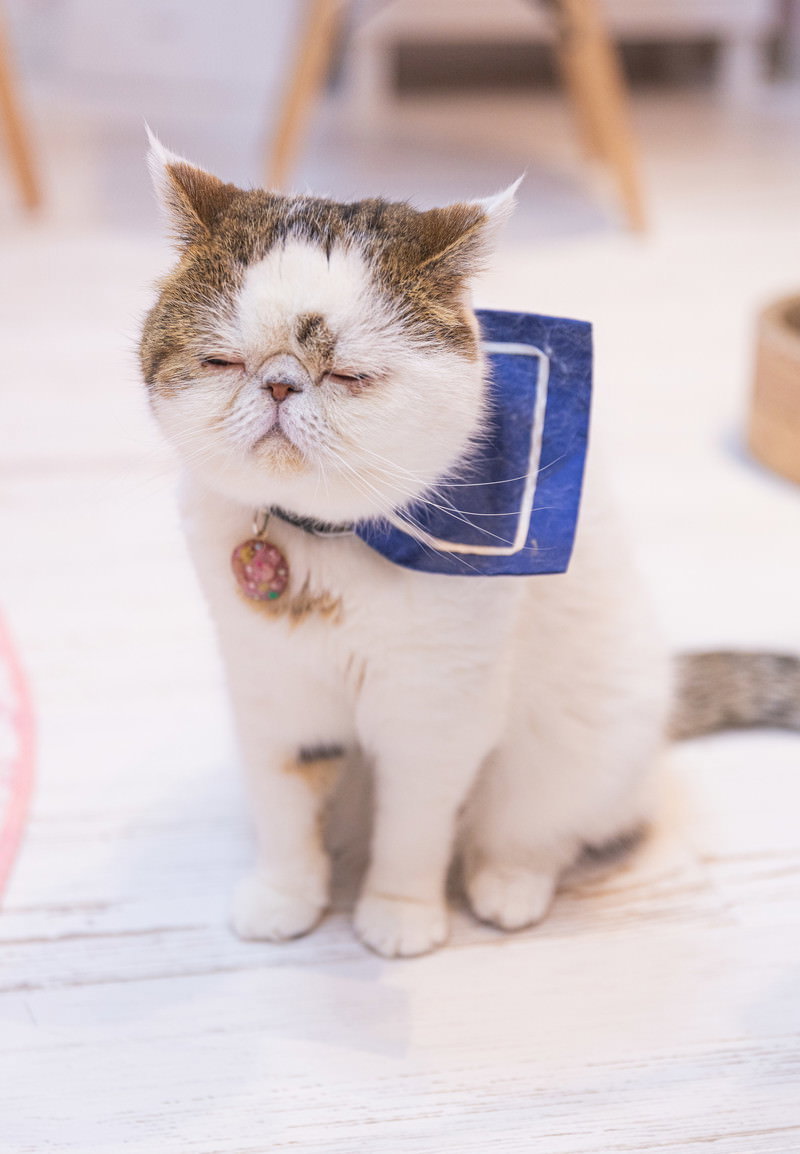 青い首輪をした白と茶色のエキゾチックショートヘアが座ったまま眠っている様子