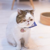 【悲報】ニャース、進化に失敗したエキゾチックショートヘアの写真