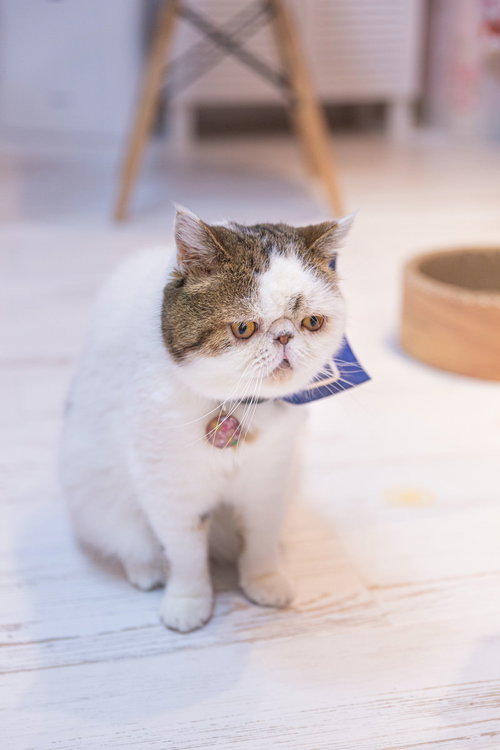 【悲報】ニャース、進化に失敗したエキゾチックショートヘア