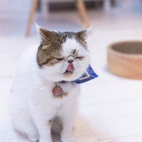 退屈顔のエキゾチックショートヘアの猫のポートレートの写真