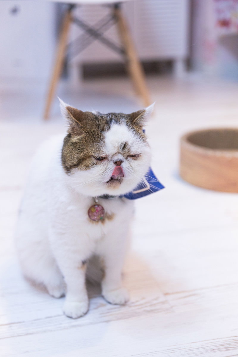 バンダナをつけて舌を出すエキゾチックショートヘアの猫