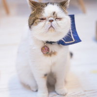 寝たふりしてチラ見するエキゾチックショートヘアの猫の写真