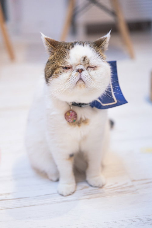 寝たふりしてチラ見するエキゾチックショートヘアの猫