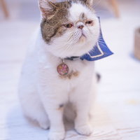 リストラを宣告された中年のような表情のエキゾチックショートヘアの猫の写真