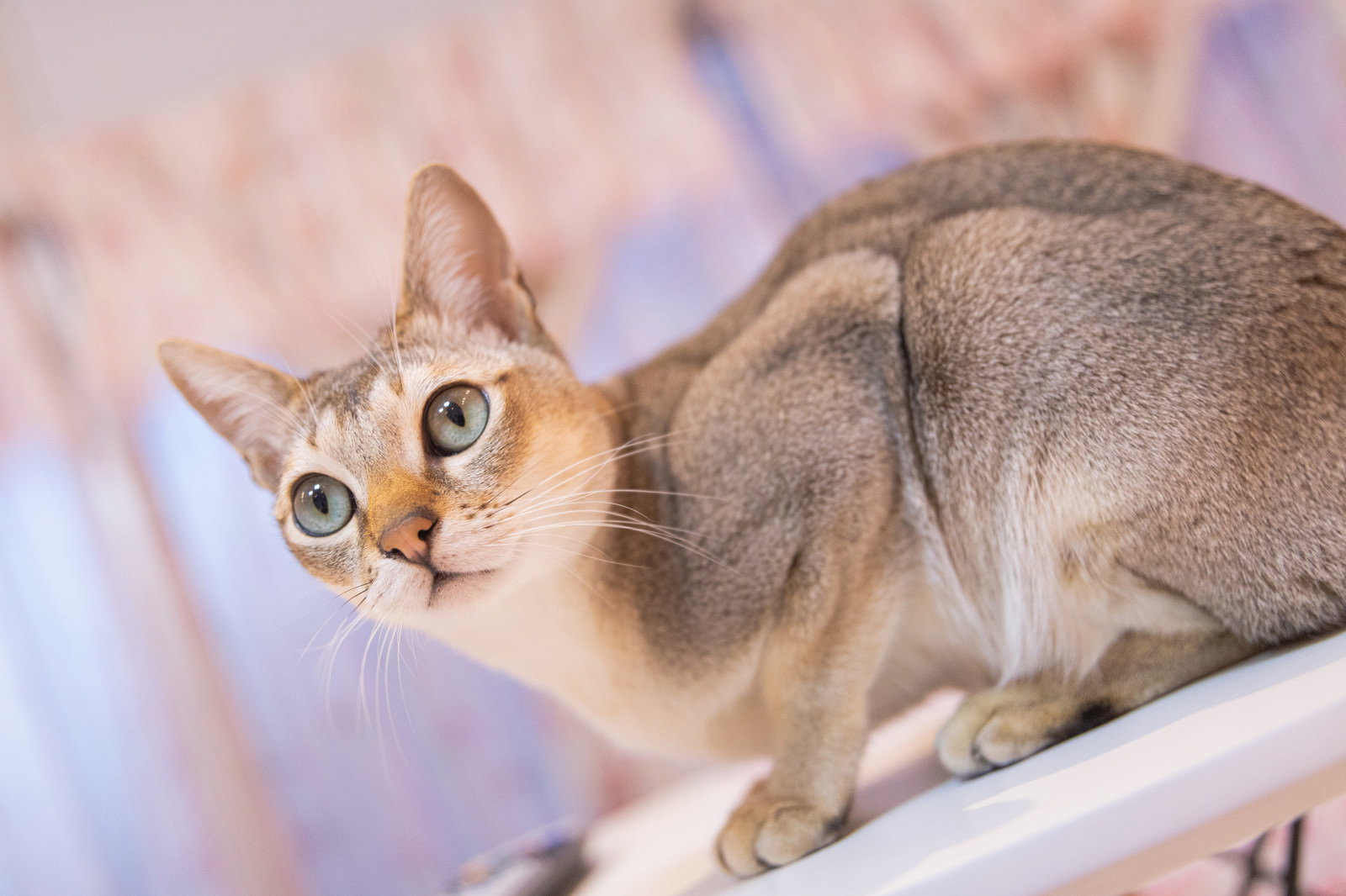 警戒して身構えるシンガプーラ猫の様子