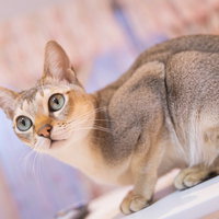 身構えて警戒するシンガプーラ猫が緊張した表情で見つめる瞬間の写真