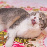 舌でグルーミング（毛づくろい）するスコティッシュフォールドの写真