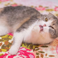 肉球をペロペロして毛づくろいするスコティッシュフォールドの写真