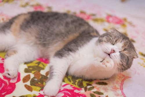 花柄の布の上で毛づくろいするグルーミング中のスコティッシュフォールド