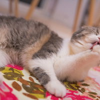 腕をペロペロ舐める仕草を見せるスコティッシュフォールドの写真