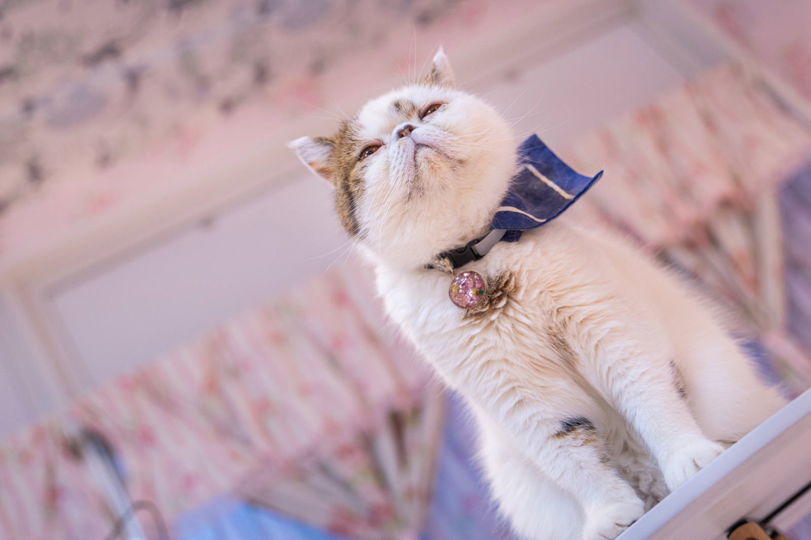 高い位置から威圧的な表情で見下すエキゾチックショートヘアの猫