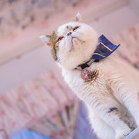 上から見下すエキゾチックショートヘアの猫の写真