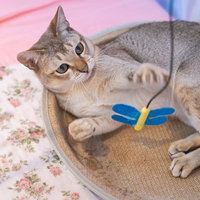 青いおもちゃを前に目を輝かせるシンガプーラの猫の写真