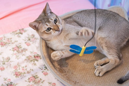 青いおもちゃを前に目を輝かせるシンガプーラの猫