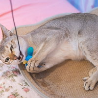 猫用の釣り竿おもちゃでシンガプーラ爆釣|グレー毛色の可愛い遊び姿の写真