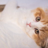 何を見てるニャン？上を見つめるスコティッシュフォールドの写真