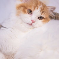 もっふりとした白茶色のスコティッシュフォールド子猫の写真