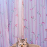洗面器に座るシンガプーラの猫ちゃん、リラックスした表情の写真