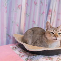 少し眠そうなシンガプーラ（猫）の写真