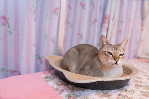 少し眠そうなシンガプーラの猫が白い器で丸くなる