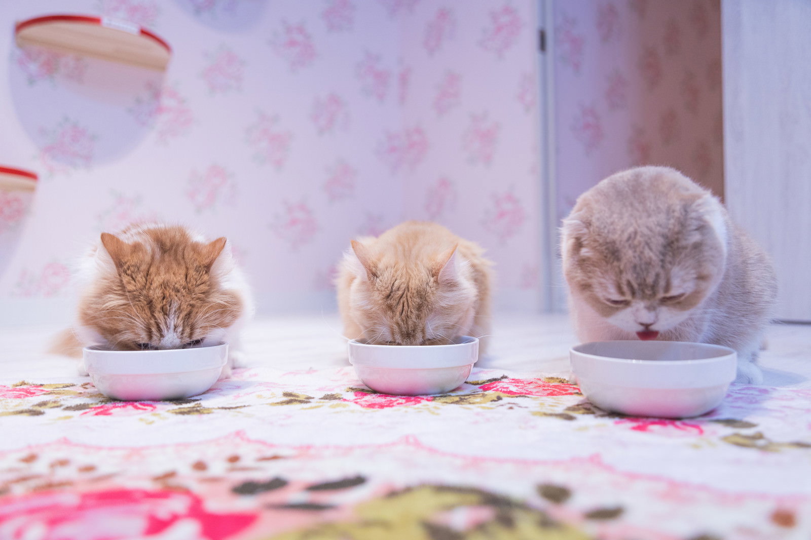 3匹の猫が白いお皿でごはんを食べている様子