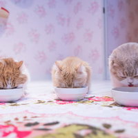 3匹の猫ちゃんたちのごはんタイム、まっしぐらの写真