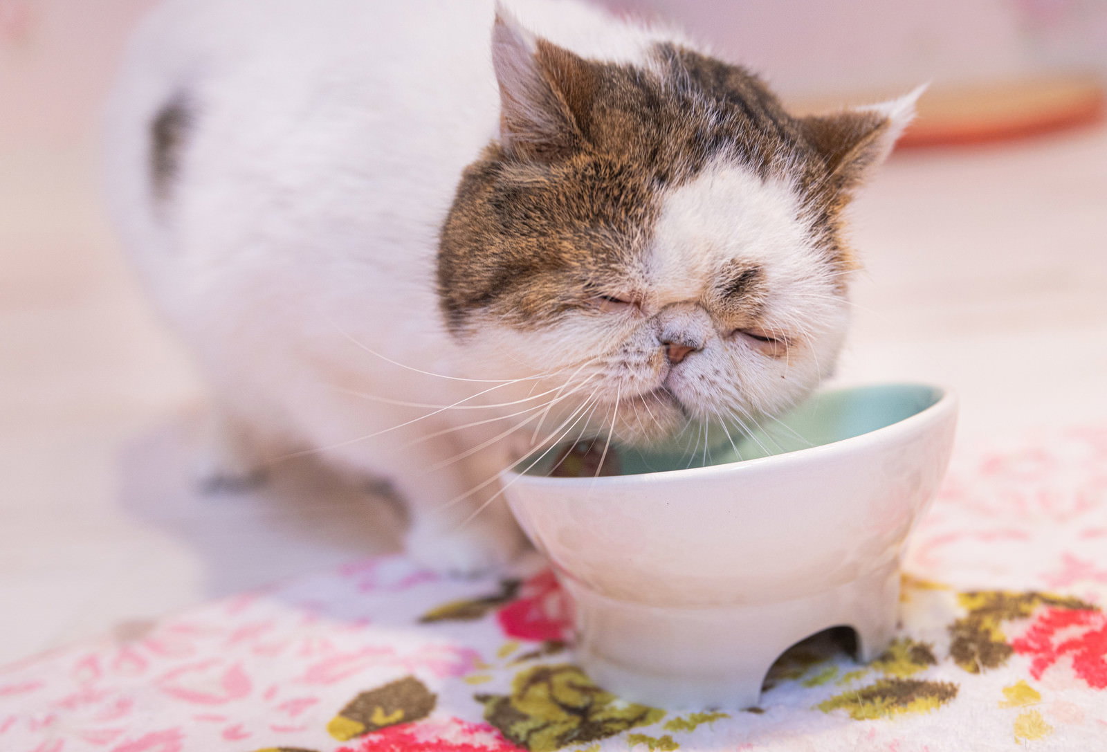 白い容器で食事をする茶白のエキゾチックショートヘア猫