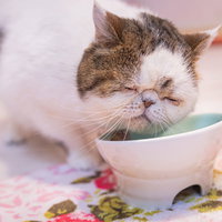 専用の容器でご飯を食べるエキゾチックショートヘアの猫の写真