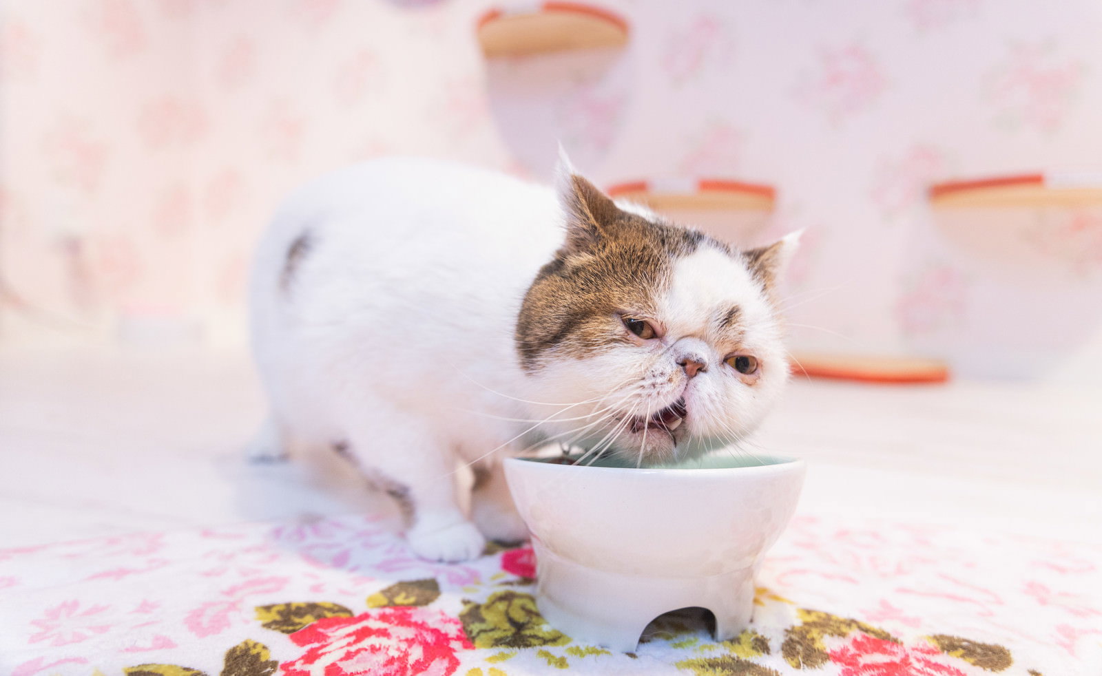 エキゾチックショートヘアの猫がご飯を食べる瞬間