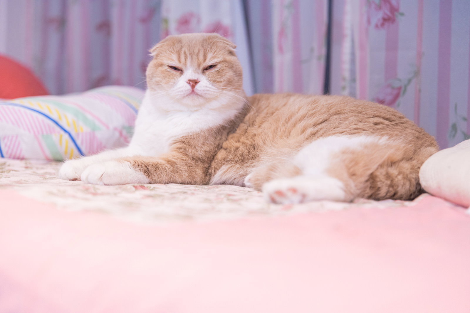 ピンクのベッドで薄目を開けて眠そうにしている茶白猫
