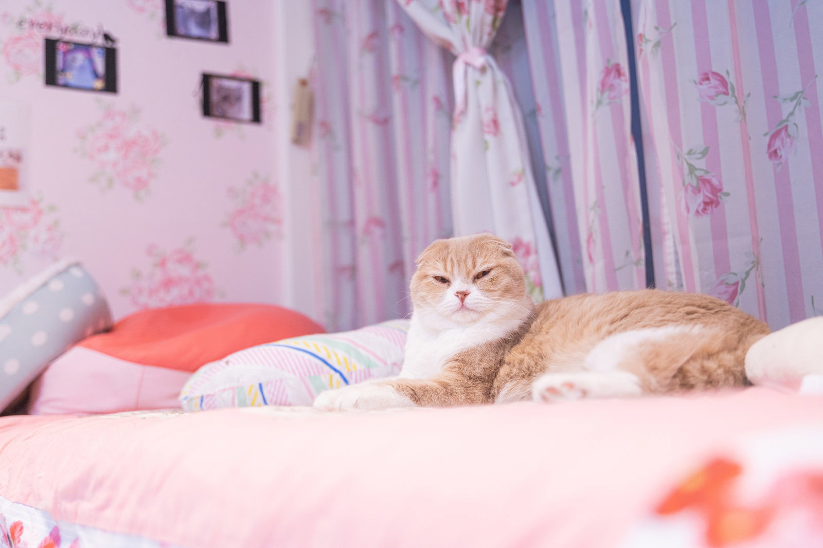 ピンク色のベッドで横になり、眠そうな表情でこちらを見つめる茶トラ猫