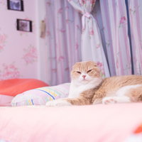 その話さっきも聞いたけどの表情を見せる猫の写真