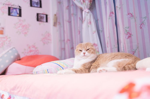 その話さっきも聞いたけどの表情を見せる猫