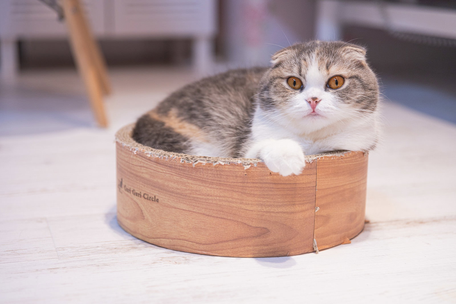 グレーと白のスコティッシュフォールド子猫が木製の円形桶に座り、前足を縁に乗せている