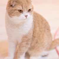 小さい垂れ耳が可愛いまんまるスコティッシュフォールドの子猫の写真