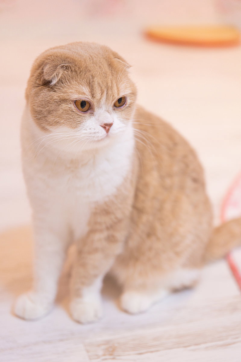 クリーム色の毛色をしたスコティッシュフォールドの子猫が座っている様子