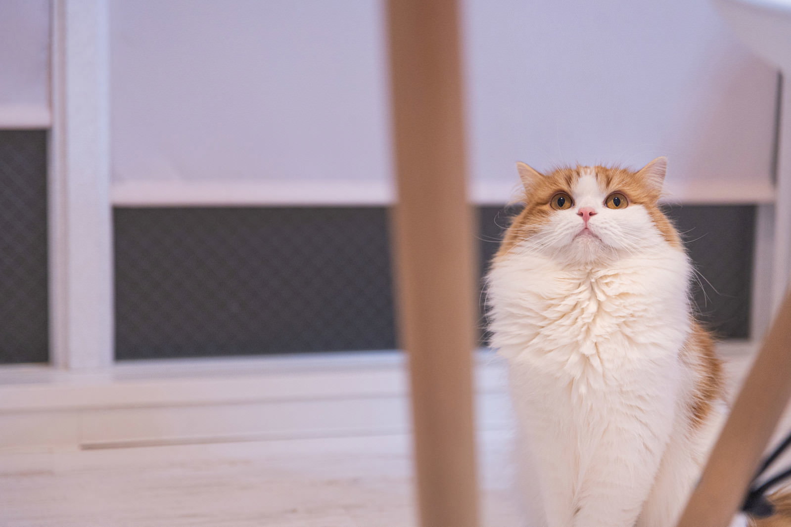 室内で上の方を見上げている茶白のスコティッシュフォールド猫