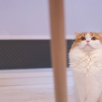 上の様子が気になるスコティッシュフォールドの猫の写真