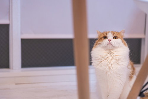 上の様子が気になるスコティッシュフォールドの猫