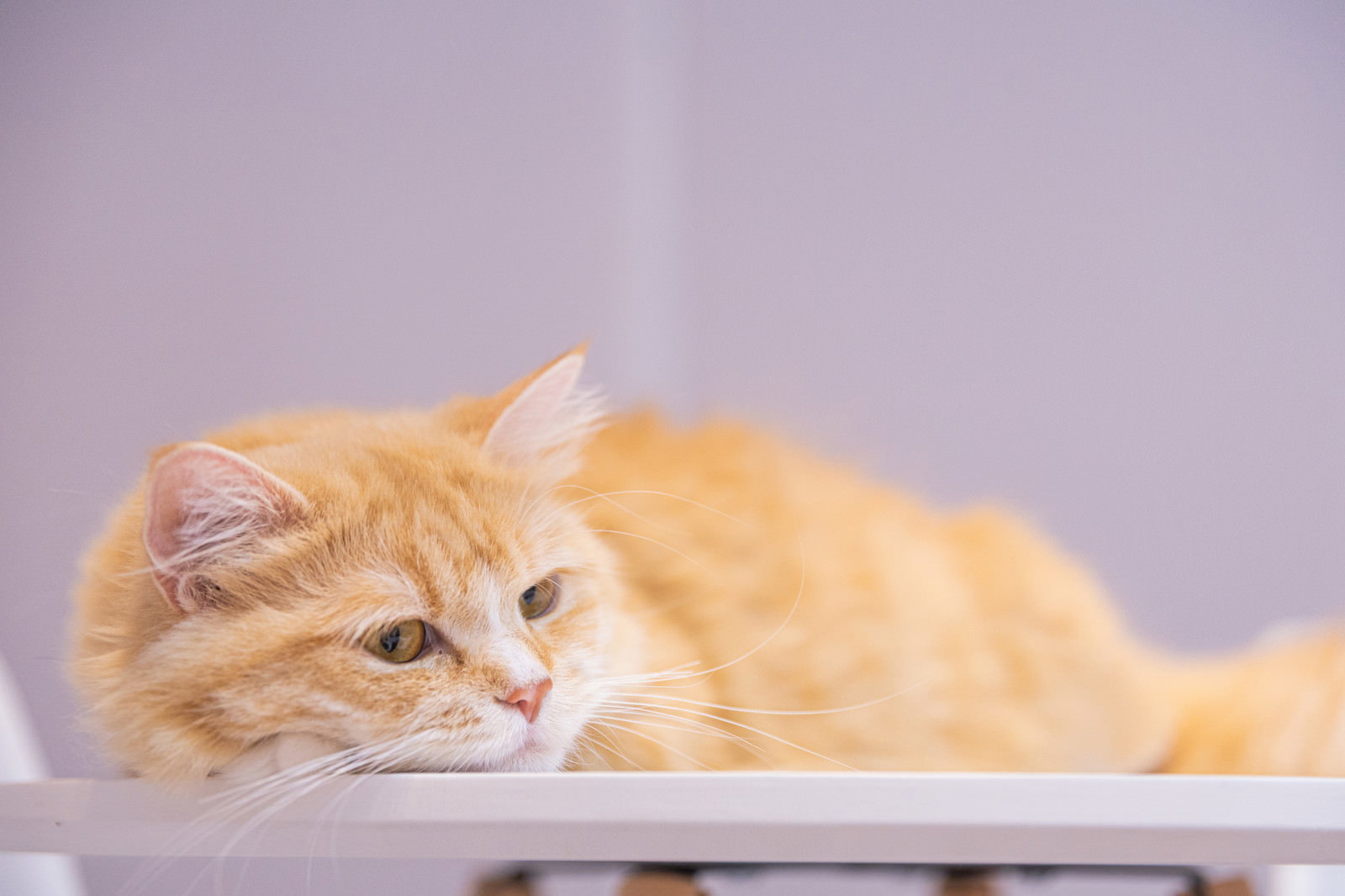茶白の猫が横になってリラックスしている様子