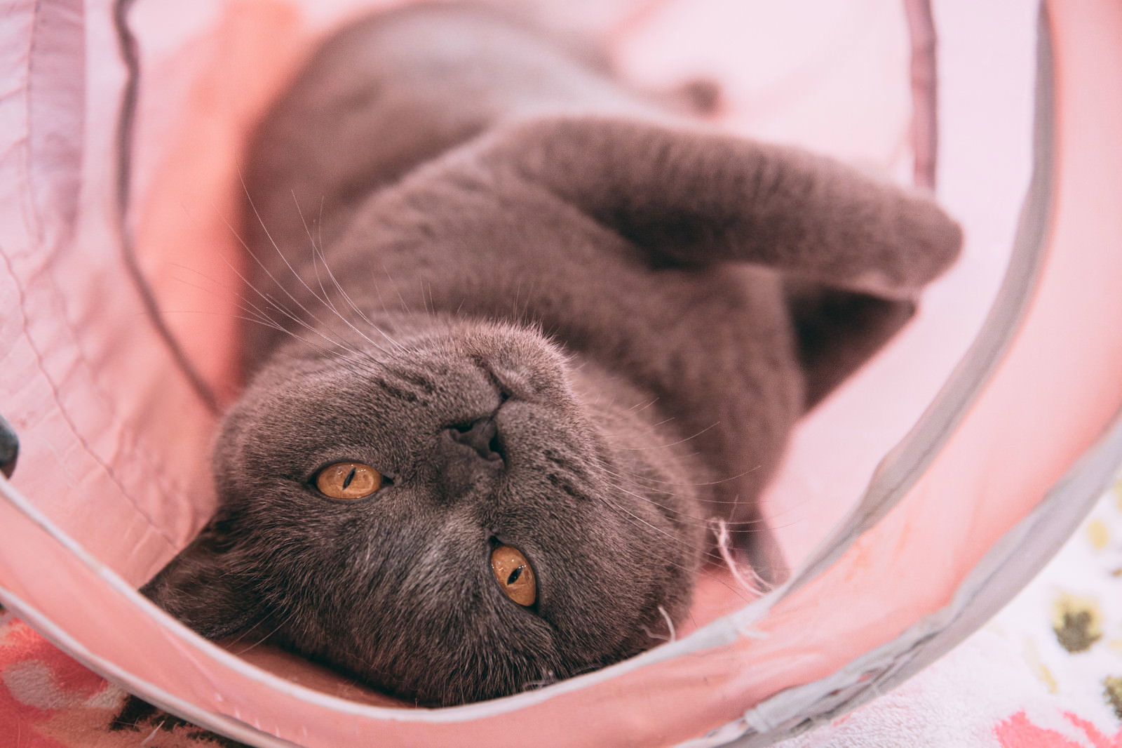 ピンクのタオルの上で仰向けに寝転んでリラックスする茶色い猫