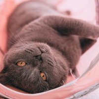 それ、ストレスのない快適な環境でゴロ寝する猫の前でも同じこと言えんの？の写真