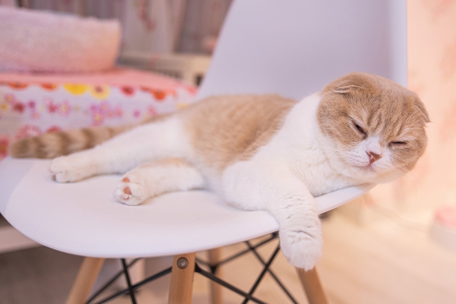 白い椅子の上で寝落ちしている茶白のスコティッシュフォールド
