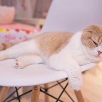 ほぼイキかけました。白い椅子で寝落ちするスコティッシュフォールドの写真