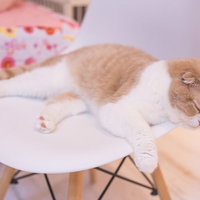 白い椅子の上で寝落ちしたスコティッシュフォールドの写真
