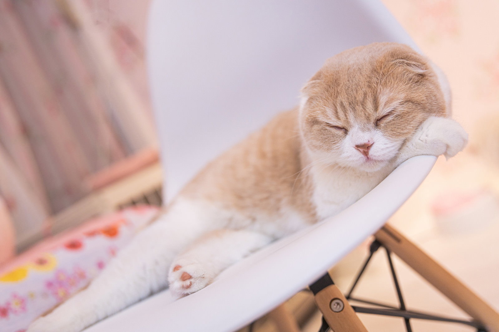 椅子の上で前足を垂らしながら気持ちよく眠っている茶白のスコティッシュフォールド